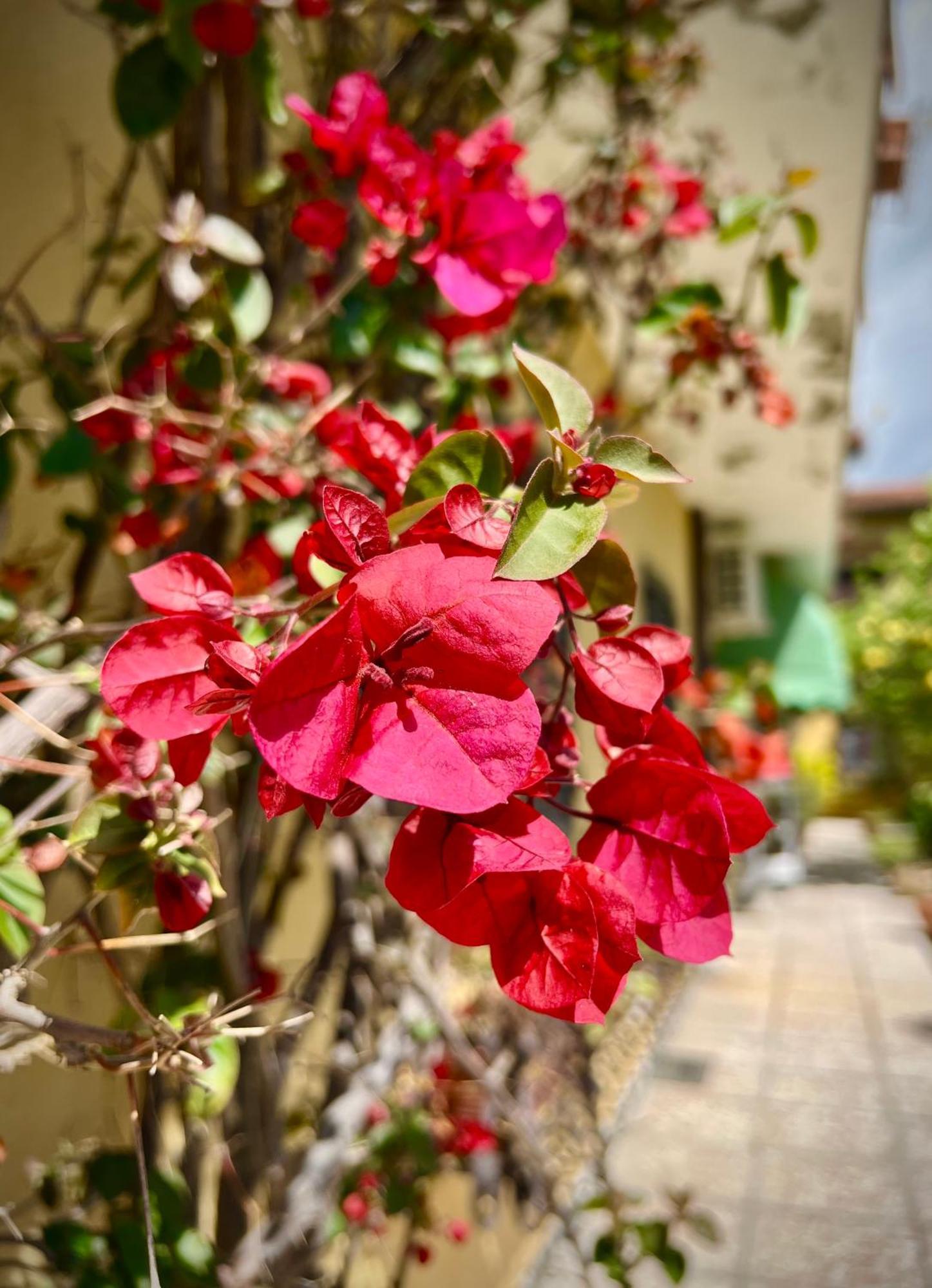 Bed&Breakfast Villa Lorena Forte dei Marmi Dış mekan fotoğraf